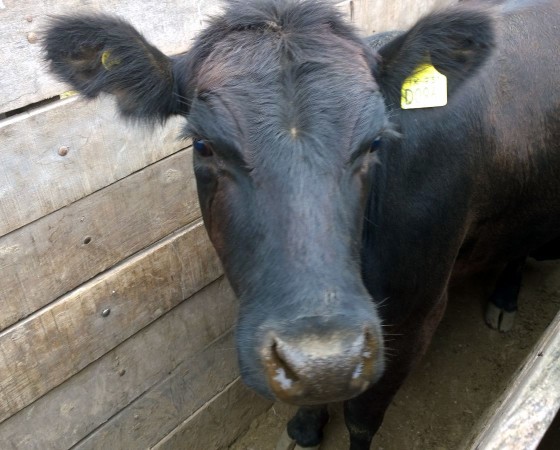 Vaquillonas de buena genética preñadas en el Norte de Córdoba