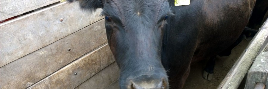 Vaquillonas de buena genética preñadas en el Norte de Córdoba