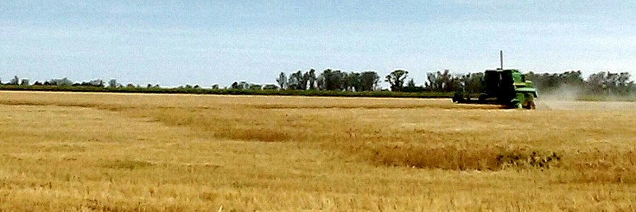 Campaña de Trigo 2015