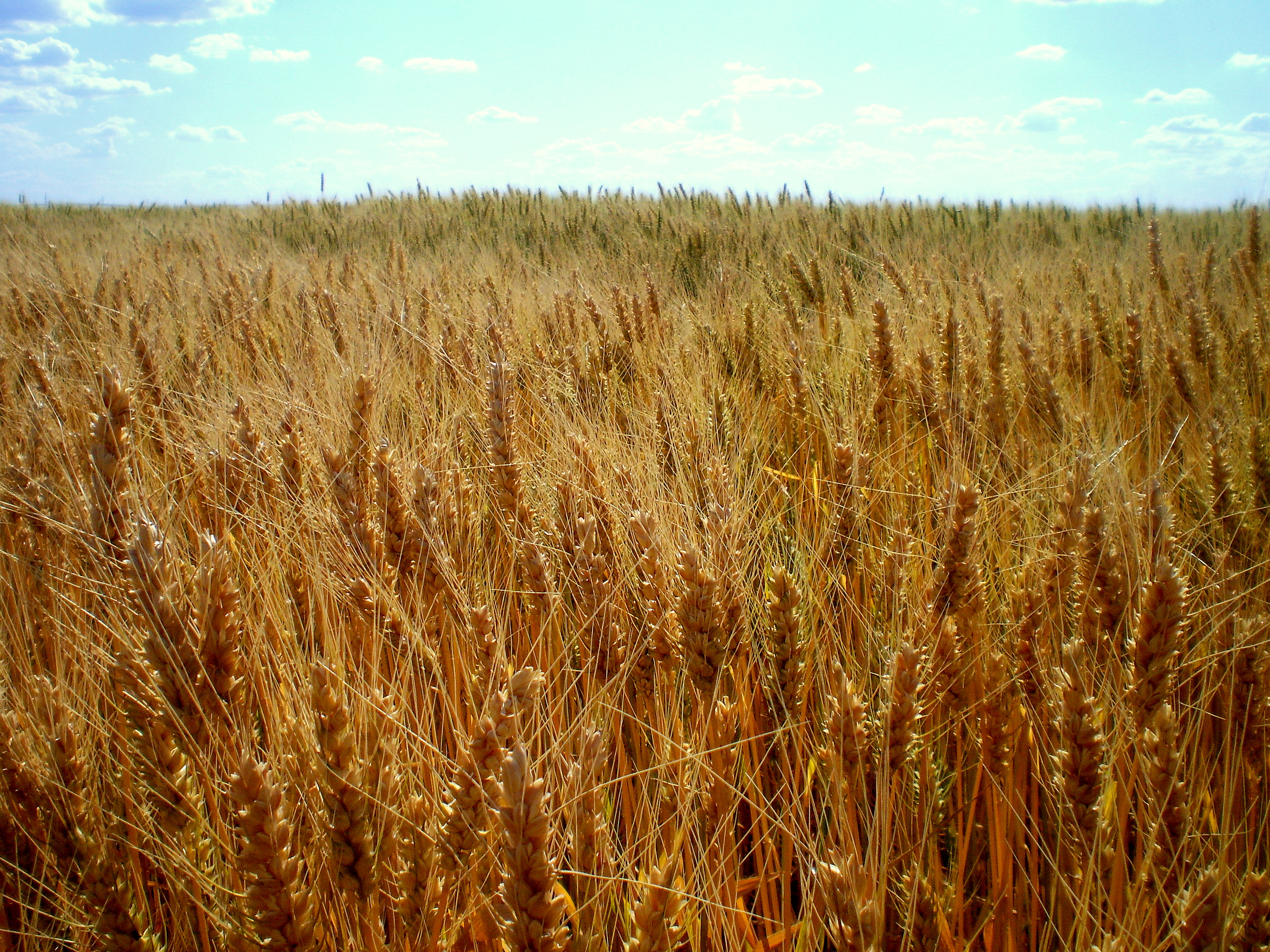 Informe de rinde de Trigo Campaña 2015-2016