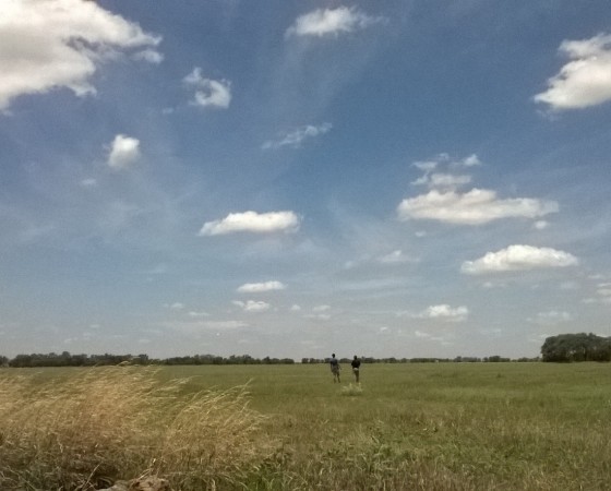 1° Primer Informe Fitosanitario para la Campaña 2015-2016