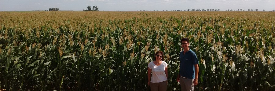 Espigas en la panoja del maíz