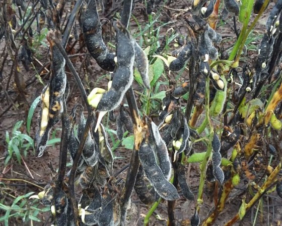 Efecto del exceso hídrico en los cultivos estivales Campaña 2016