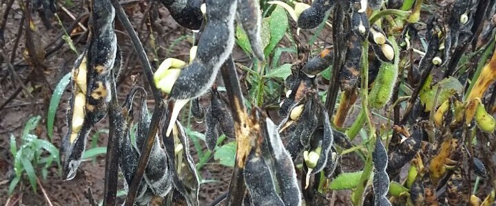 Efecto del exceso hídrico en los cultivos estivales Campaña 2016